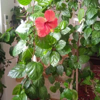 کل زیبای قرمز|گل و گیاه طبیعی|مراغه, |دیوار