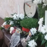 گمشده عروس هلندی