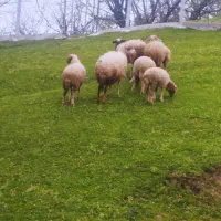 گوسفند بابره