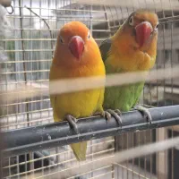 یک جفت طوطی برزیلی