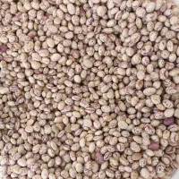 فروش ا تن لوبیا چیتی کشت امسال