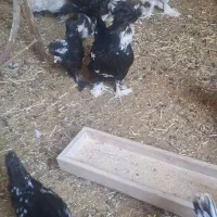 مرغ سلطان