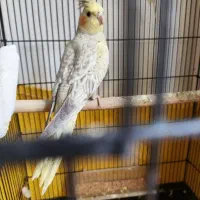 عروس هلندی و مرغ عشق فنچ|پرنده|قوچان, |دیوار