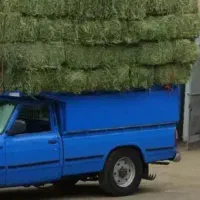 یونجه درجه یک