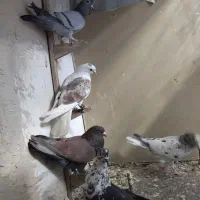 کفتر بوم|پرنده|مشهد, کوشش|دیوار