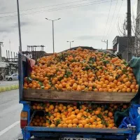 راهنمایی تره بار