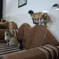 گربه سیبریایی