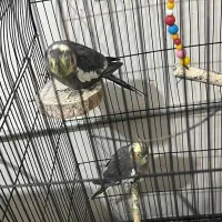 گرینجیک عروس هلندی مرغ عشق|پرنده|ارومیه, |دیوار