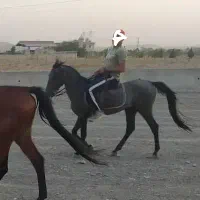 اسب نریون ۳ساله پرخون کرد|اسب و تجهیزات اسب‌سواری|مشهد, شهرک صنعتی توس|دیوار