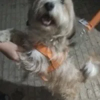 واگذاری ،معاوضه سگ شیتزو