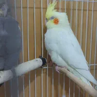 جوجه عروس هلندی دو ماهه|پرنده|تهران, مسعودیه|دیوار