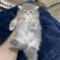 مجموعه گربه های زیبا
