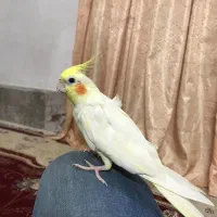 عروس هلندی دستی