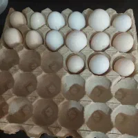 تخم نطفه دار گلین سلطان محلی