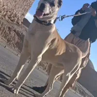 سگ خراسانی نگهبان