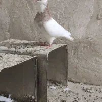 سه جفت طوقی عتیقه