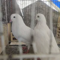 کبوتر اسمان