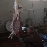 کشتار روز گوشت گوسفندی کاور نر1.400دمبه 8.50،
