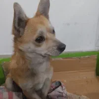 سگ روباهی اشپیتز