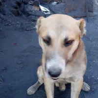 فروش سگ سرابی مخصوص گله داری و نگهبانی|سگ|زرند, |دیوار