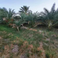 فروش 6ساعت آب با 4هکتار زمین کشاورزی|فروش دفتر صنعتی، کشاورزی، تجاری|نگین کویر, |دیوار