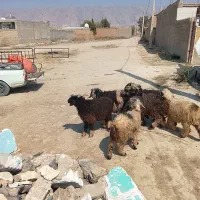 سلام بره نر و ماده کوهه قوچ بذری|حیوانات مزرعه|شیراز, آبیاری|دیوار