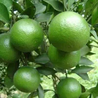 نارنج دست چین ِابدار