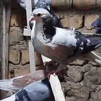 4عدد کبوتر|پرنده|اصفهان, ناصرخسرو|دیوار