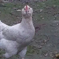 مرغ زینتی خاص ، سفید ، تخم