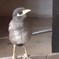 جوجه مرغ مینا