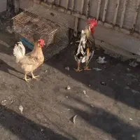 مرغ خروس عربی تخمگذار محلی کرک
