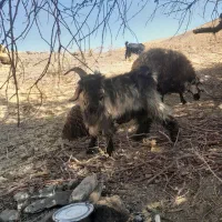 بزقاله دو بوری شهر کردی
