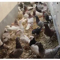کبوتر پلاکی بهبهانی و شهری|پرنده|مرودشت, فاز دوم شهرک فرهنگیان|دیوار