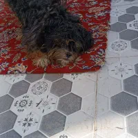 سگ  پشمالو