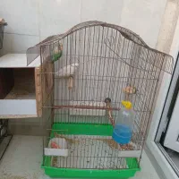 طوطی برزیلی