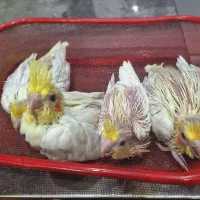 جوجه عروس هلندی لوتینو