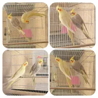 7 جفت عروس هلندی بالغ کارداده نر و ماده|پرنده|مشهد, شهرک امام هادی (شهرک غرب)|دیوار