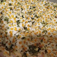 پیاز زعفران برای تولید|گل و گیاه طبیعی|شیراز, شهرک نیروی انتظامی|دیوار