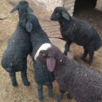 بره،شیشک،قوچ