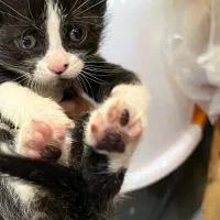 واگذاری ۴ بچه گربه