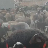 150 راس شیشک میش افشاری مخصوص گله داری و عشق بازی