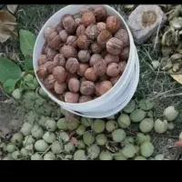 گردو خشک فروشی