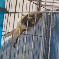 ماده ابلغ اماده سرحال|پرنده|اصفهان, سنجوانمره|دیوار