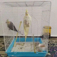 عروس هلندی بالغ|پرنده|صدرا-فارس, فاز ۱|دیوار