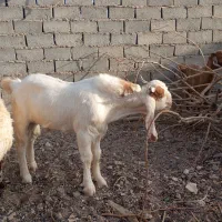 بزغاله نر گلابی