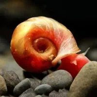 حلزون رامشورن
