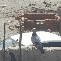 کبوتر|پرنده|خاش, |دیوار