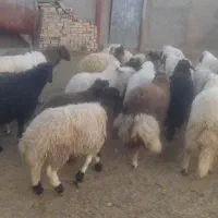 بره ماده|حیوانات مزرعه|ثلاث باباجانی, |دیوار