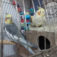 عروس هلندی نر و ماده