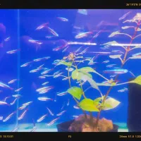 انواع تتراها و ماهیان پلنت با قیمت ویژه گرید بالا